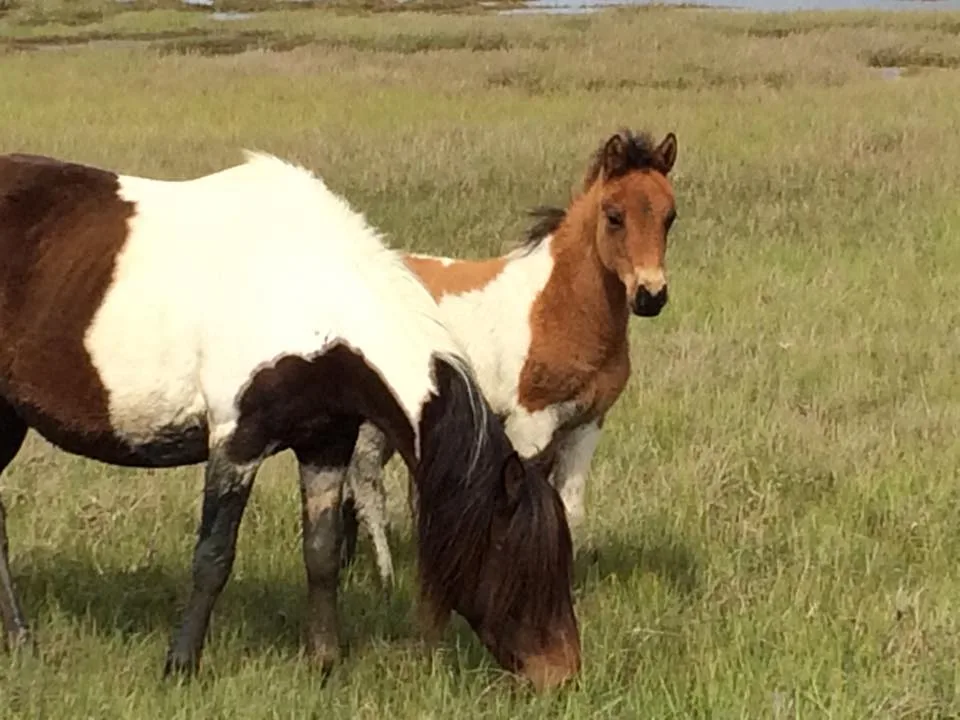 Sunrise Pony Tour