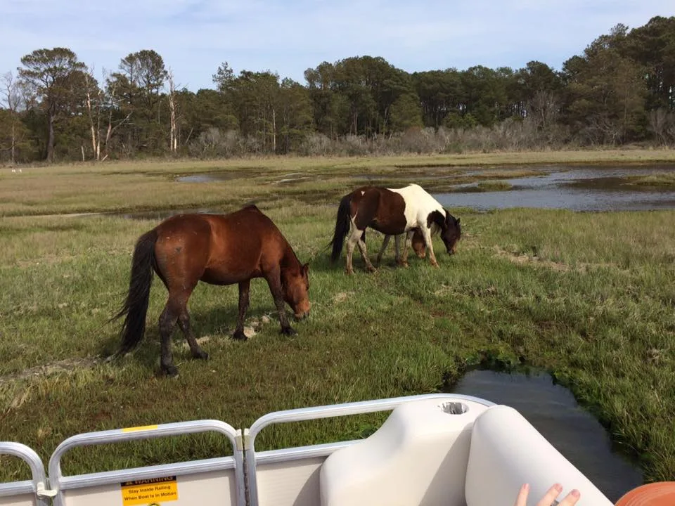 Wild Pony Expedition