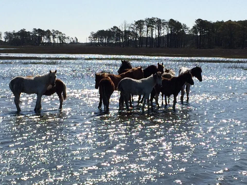 Pony Swim & Events